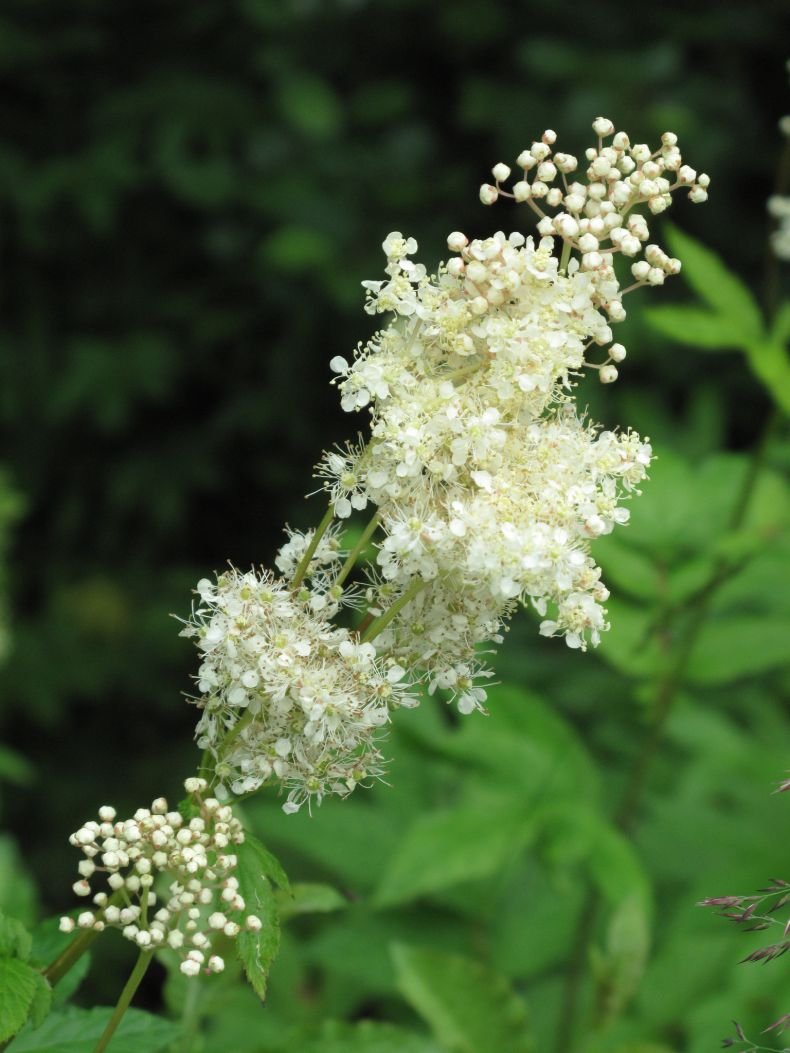 Лабазник вязолистный (Filipendula Ulmaria)
