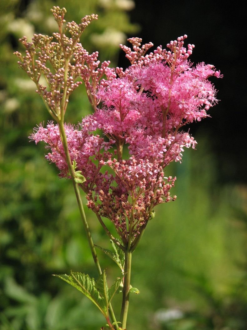 Лабазник красный Filipendula rubra