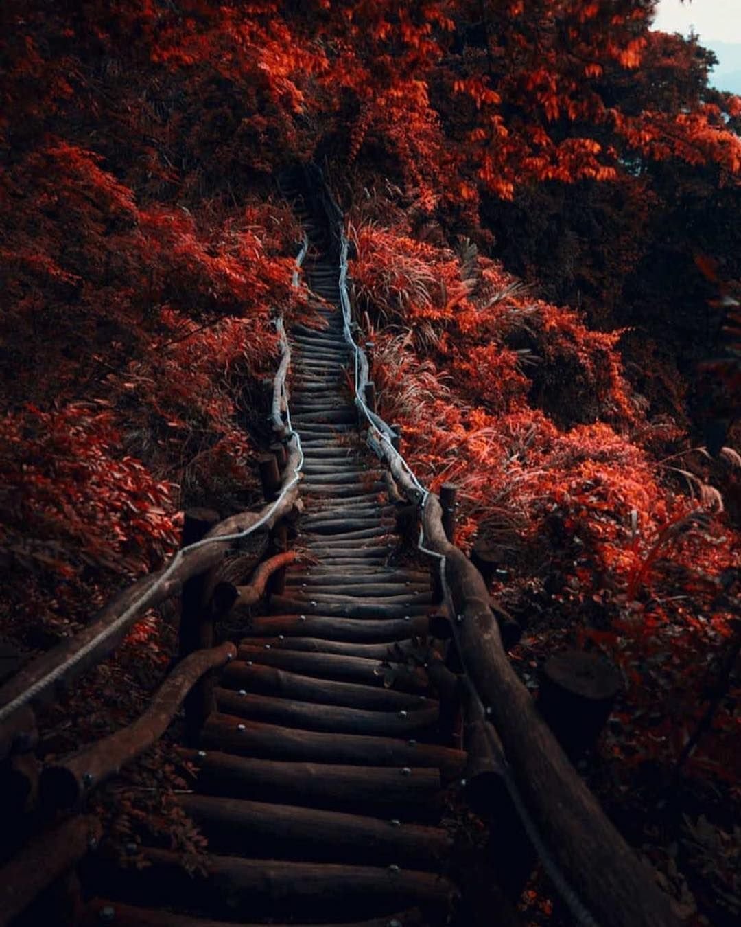 Лестница природа