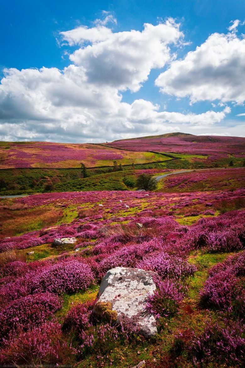 Heather fields