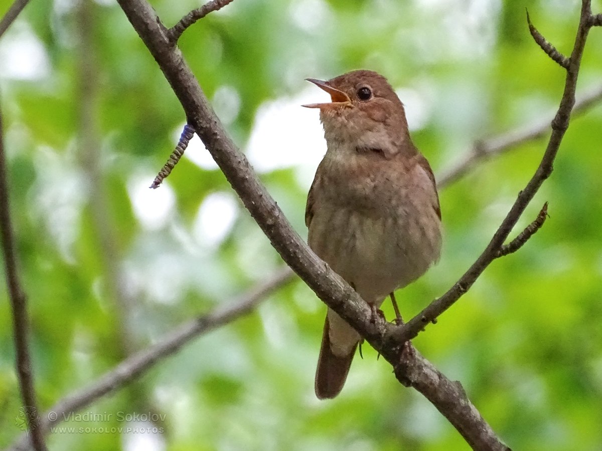 Luscinia Luscinia