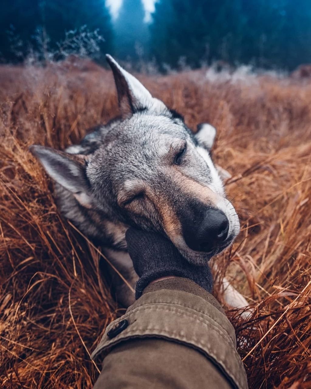 Хонза Рехачек