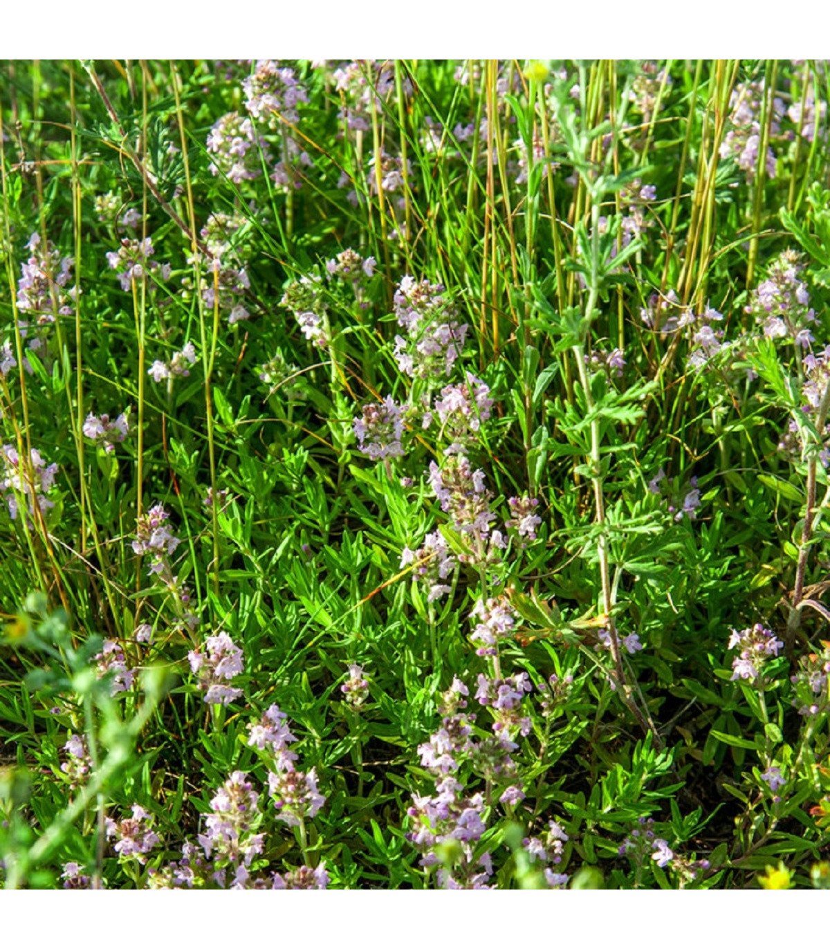 Тимьян Комарова (Thymus komarovii )