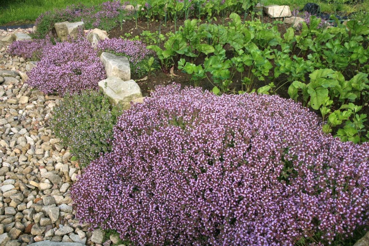 Тимьян ползучий (Thymus serpyllum 'Elfin')