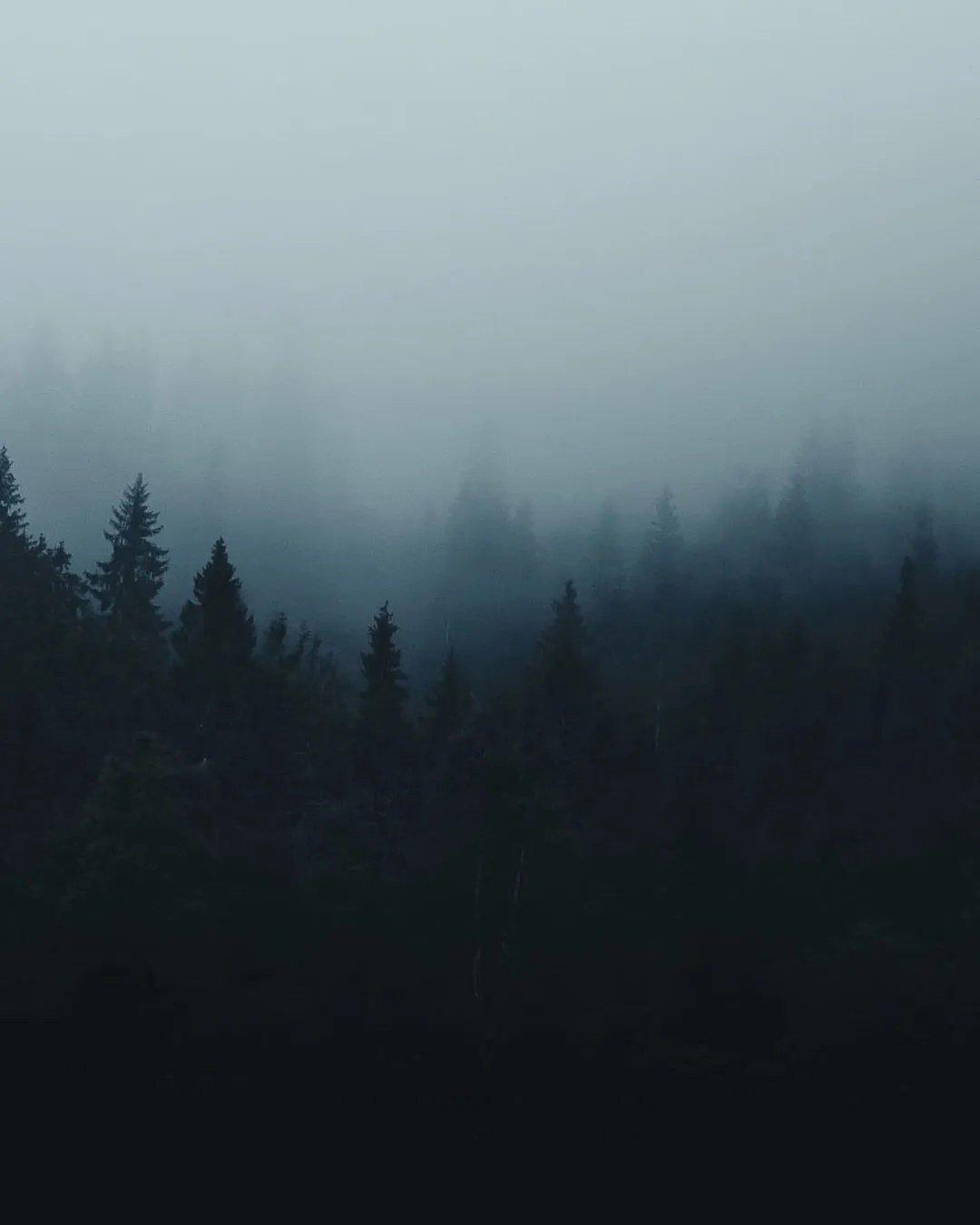 Лес в тумане 4к