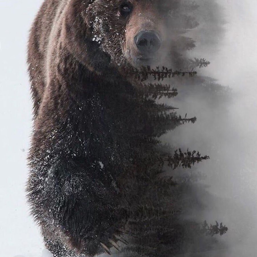 Медведь в тайге
