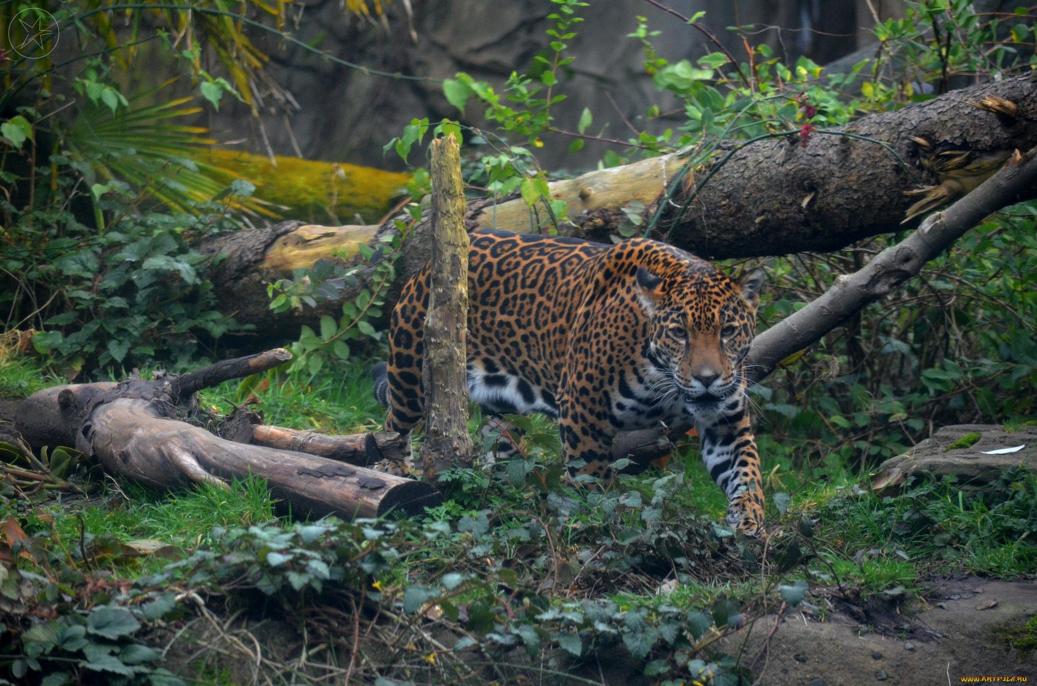 Видео диких хищников. Ягуар тропики. Ягуар в сельве. Ягуар тропического леса. Ягуар амазонки.