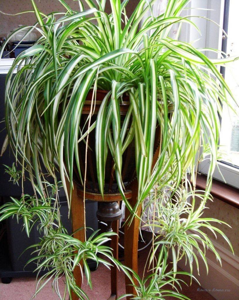 Хлорофитум хохлатый Chlorophytum comosum