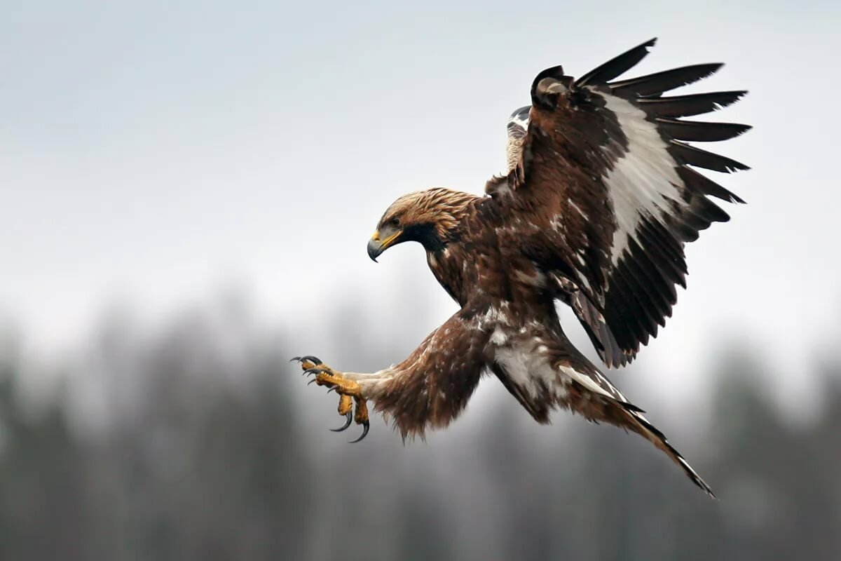 Беркут Aquila chrysaetos
