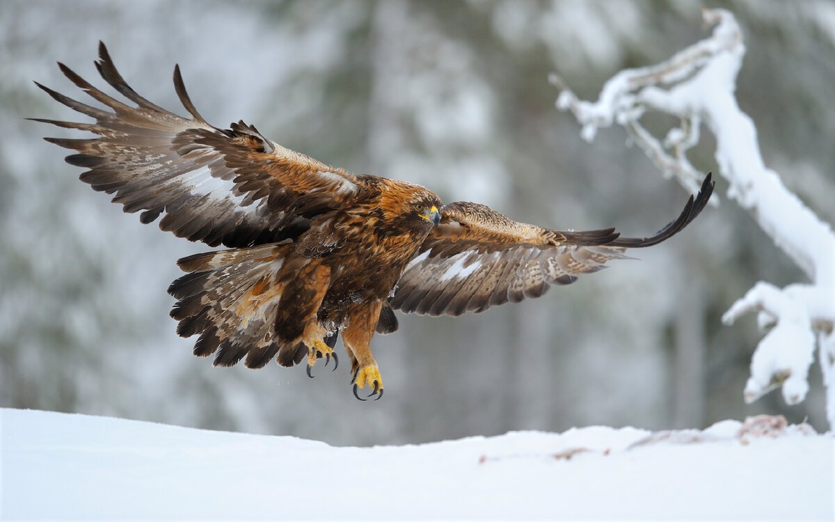 Королевский Орел