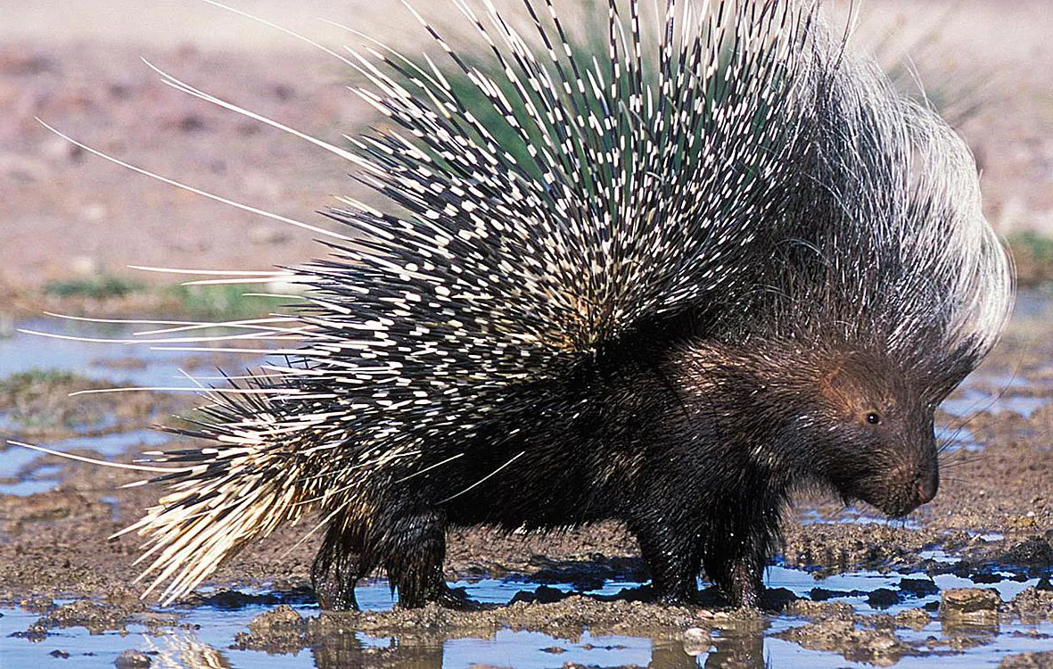 Индийский Дикобраз hystrix Indica