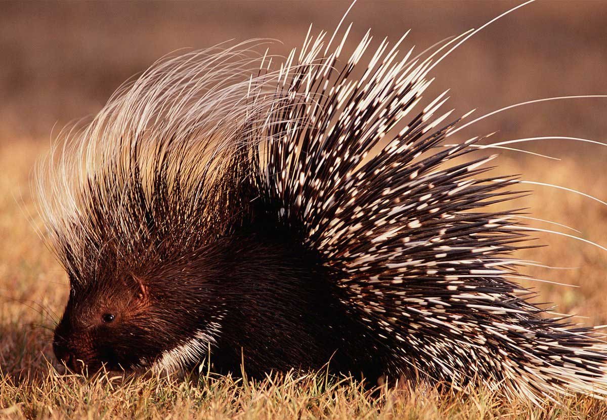 Hystrix cristata