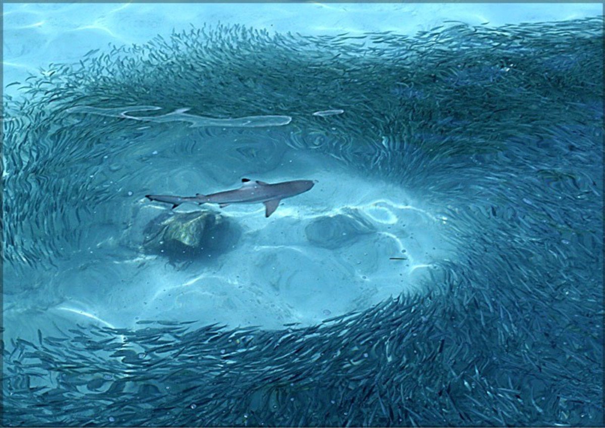 Морское дно Северного Ледовитого океана