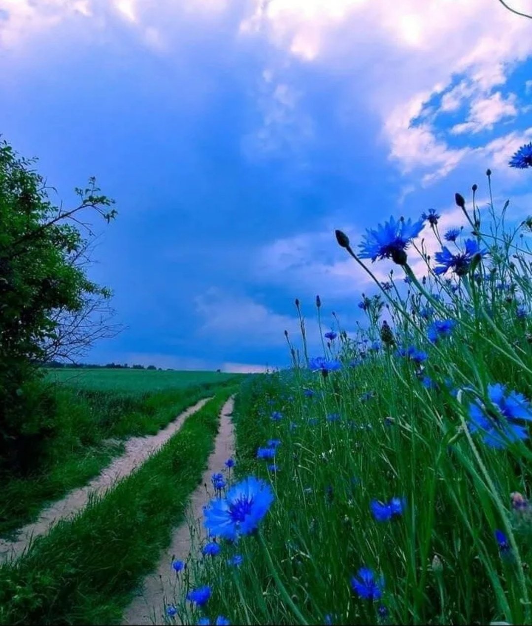 Природа васильки