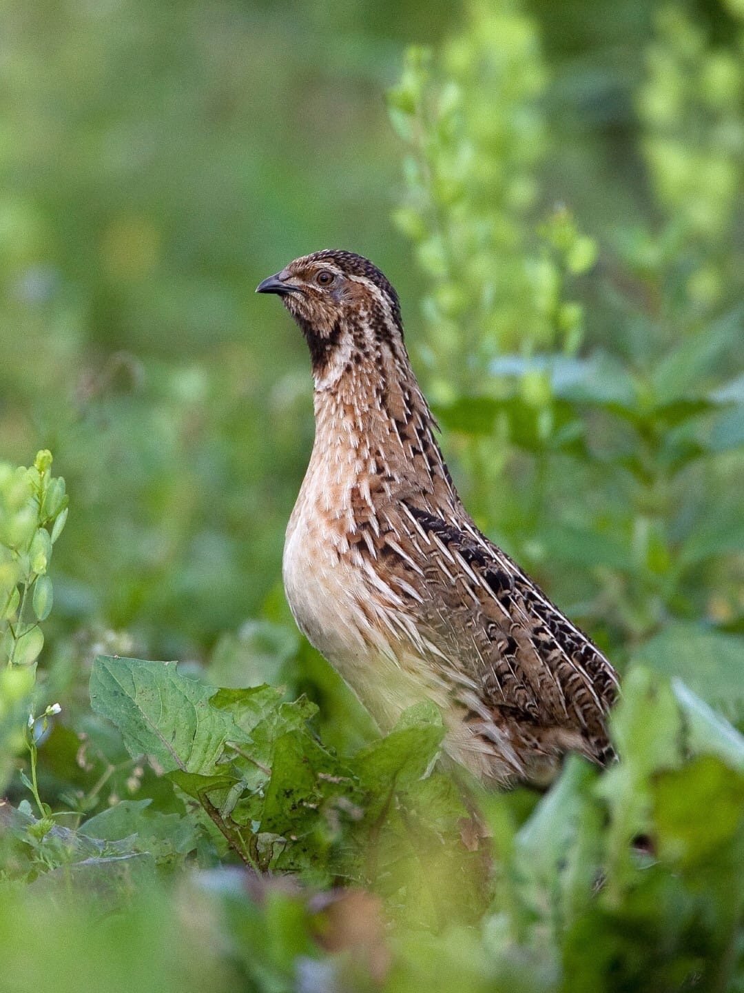 Перепел обыкновенный Coturnix Coturnix