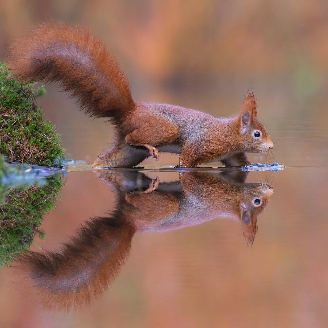 Фотограф Дик Ван Дуйн