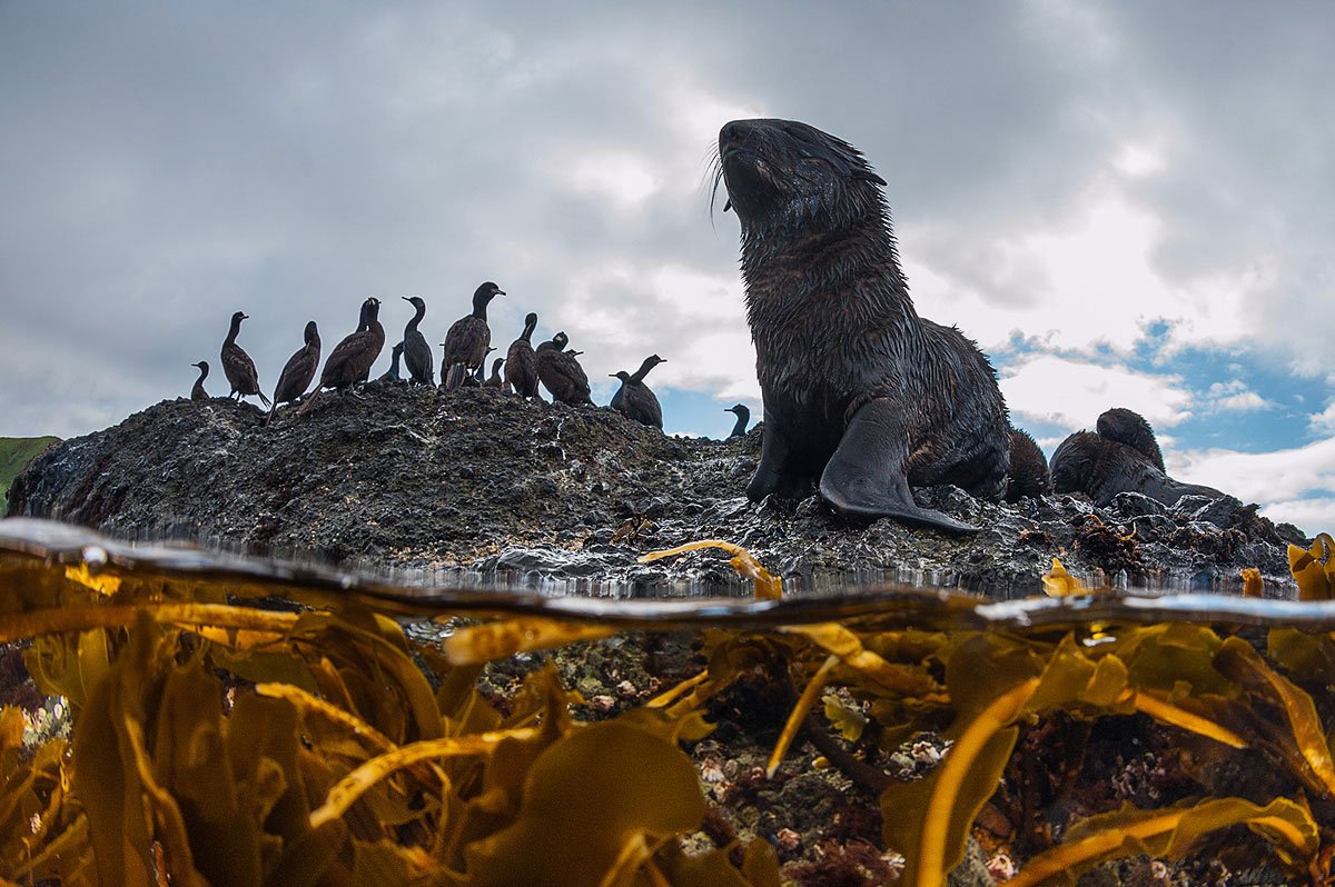 National Geographic: "Командорские острова: