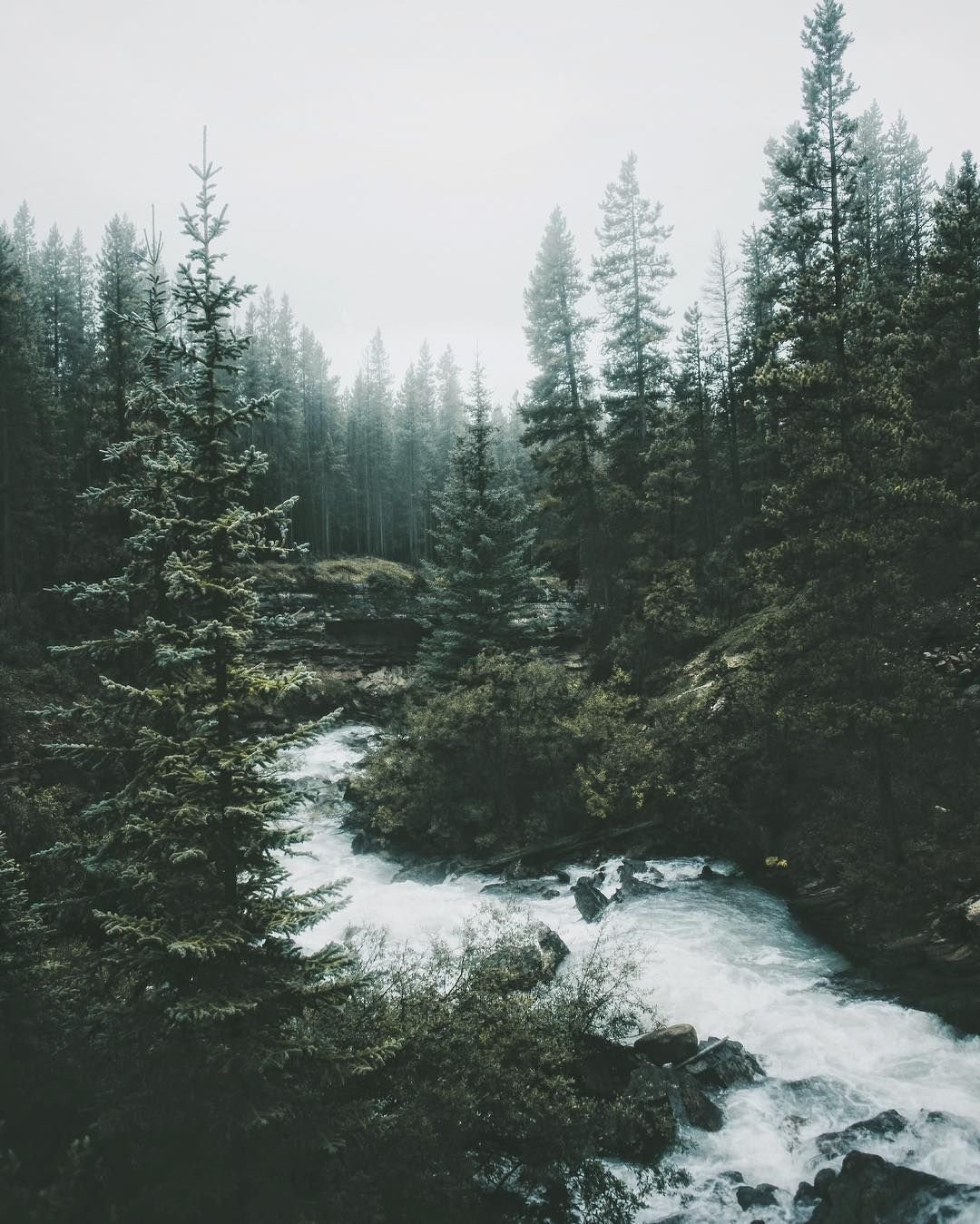 Дикая природа