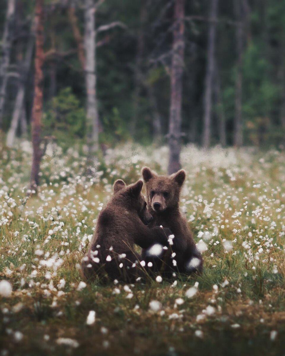 Конста Пункка
