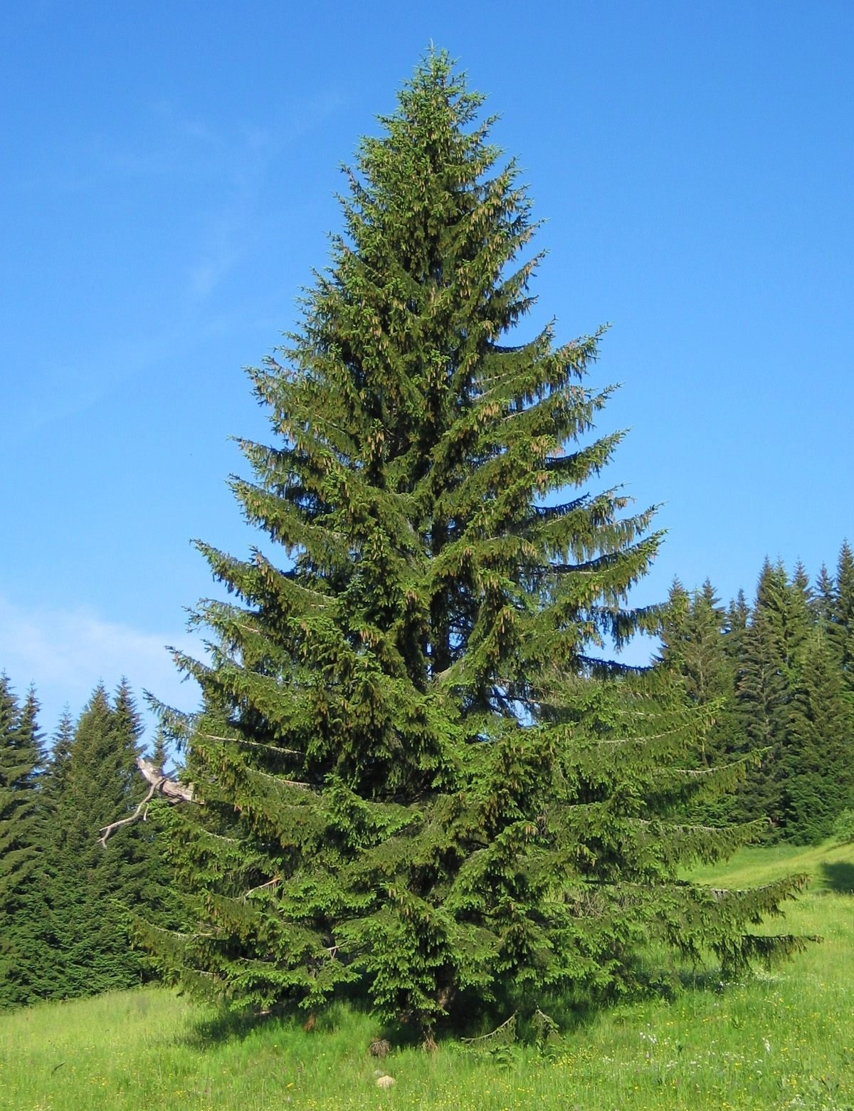 Picea Excelsa