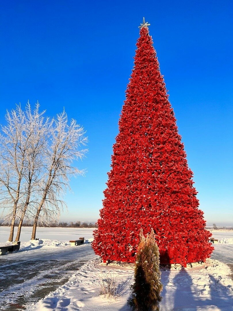 Красная ель в природе