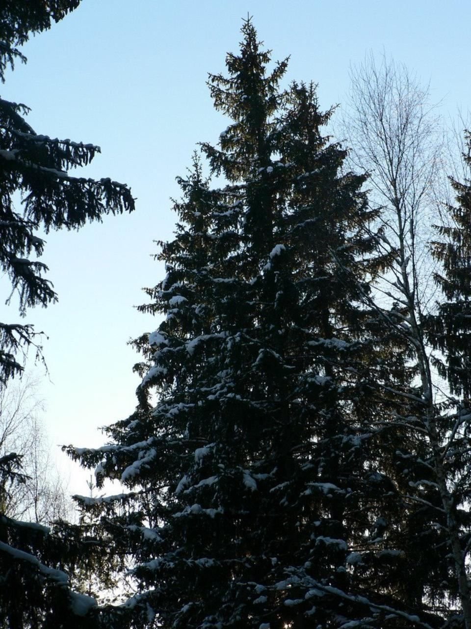 Красная ель в природе