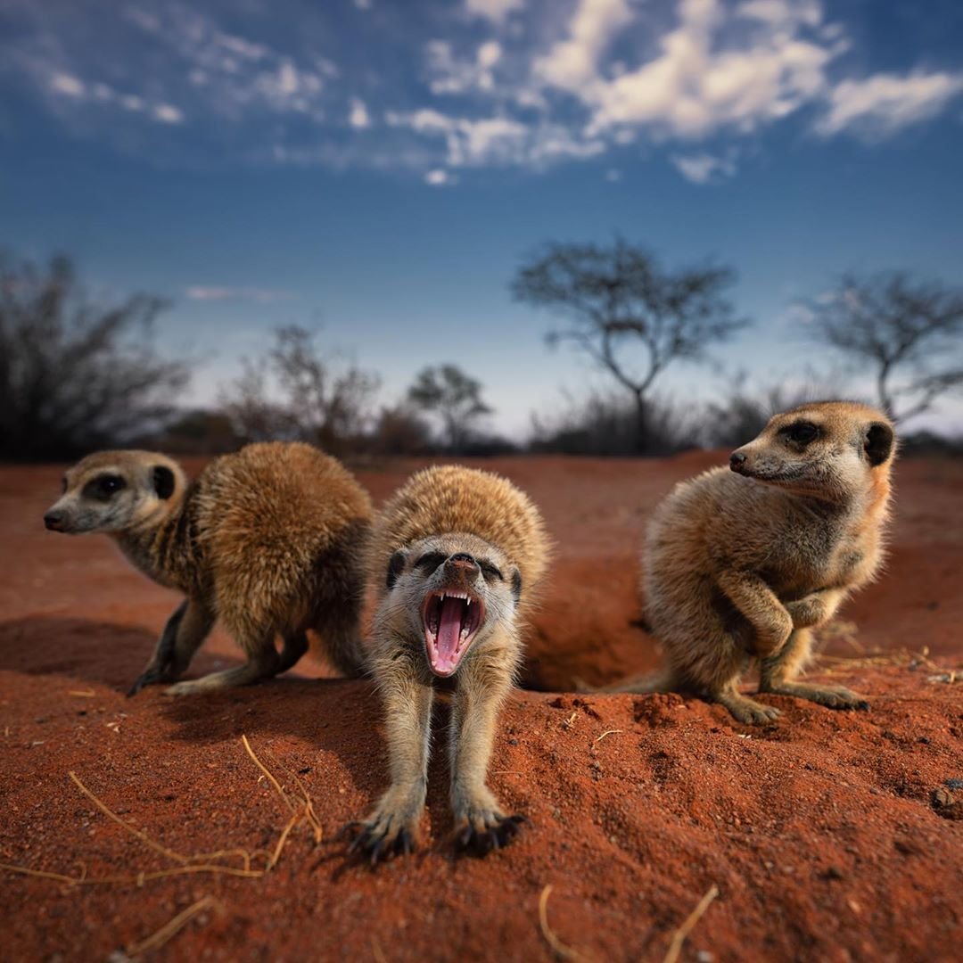 Сурикаты National Geographic