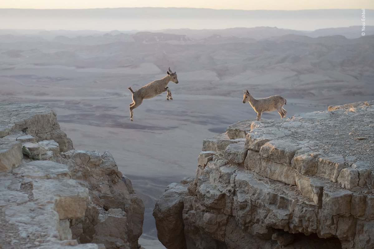 Wildlife photographer of the year 2020 Сергей горшков