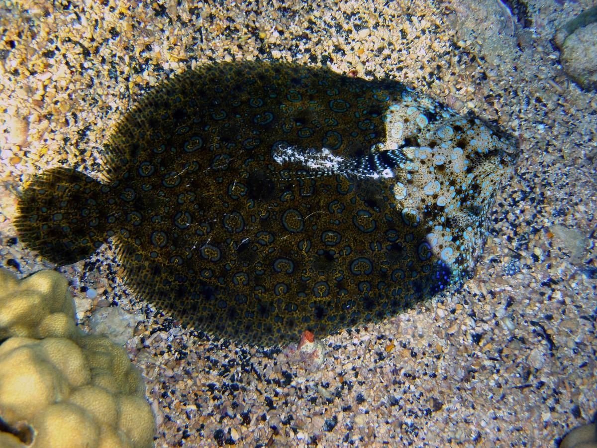 Камбала в Красном море