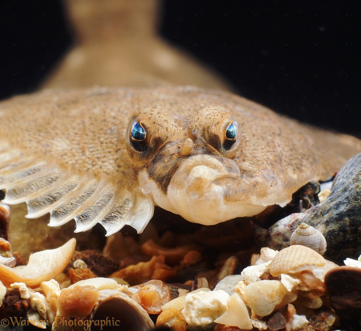 Морская камбала (pleuronectes platessa)