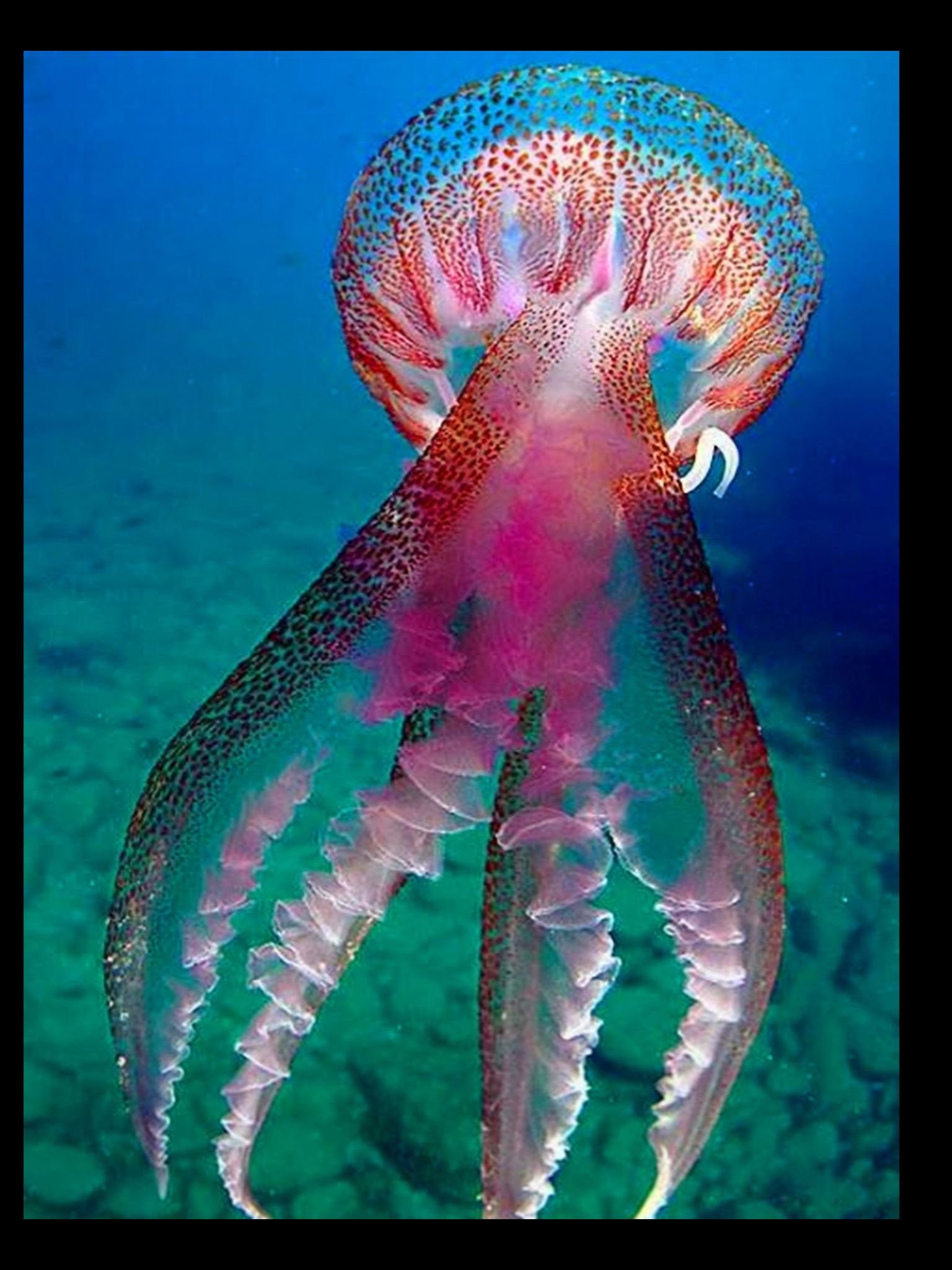 Необычные растения и животные океана. Пелагия ночесветка. Pelagia Noctiluca медуза. Пелагия ночесветка (Pelagia Noctiluca). Медуза пелагия ночесветка фото.