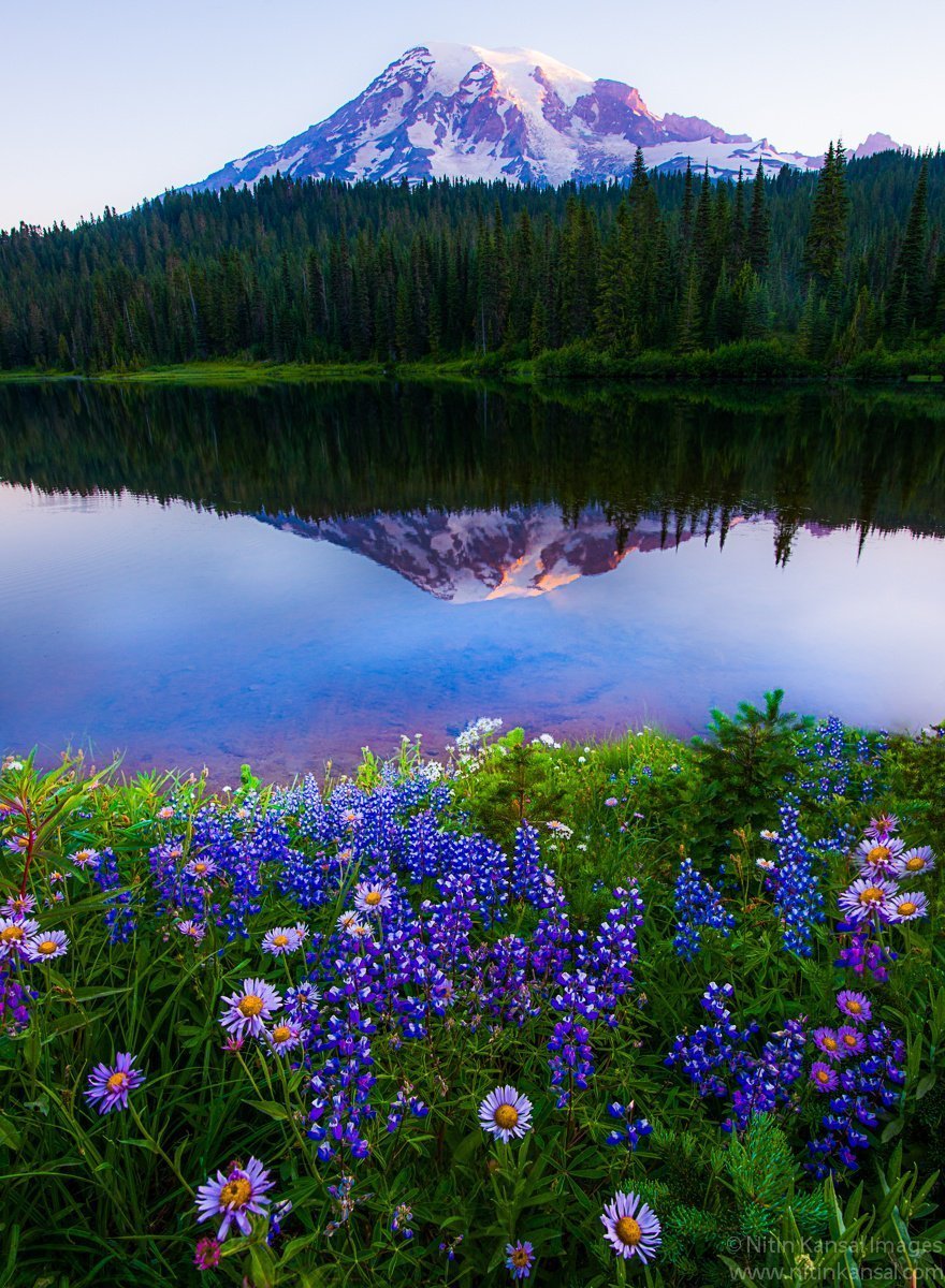 Летняя природа