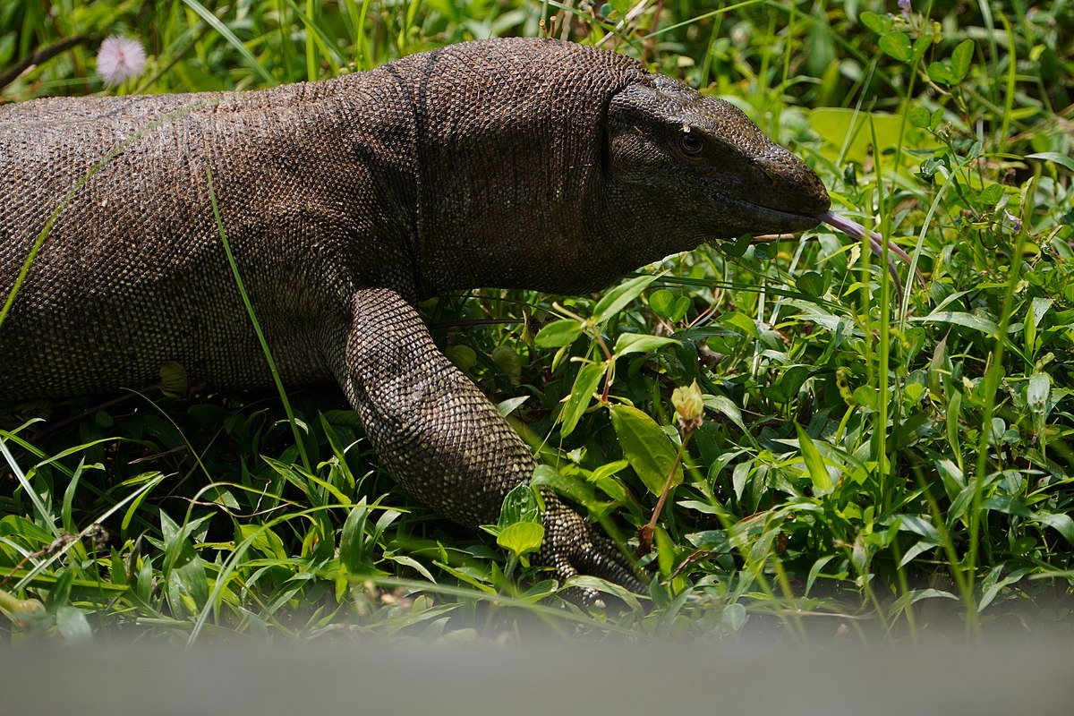Varanus bengalensis