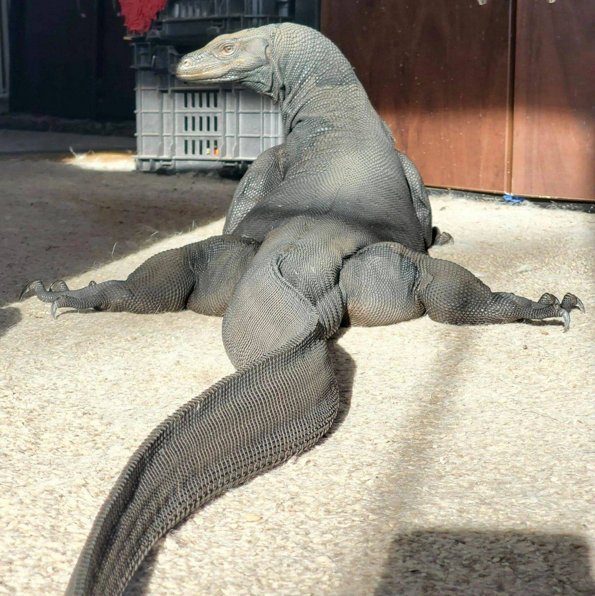 Комодский Варан домашний