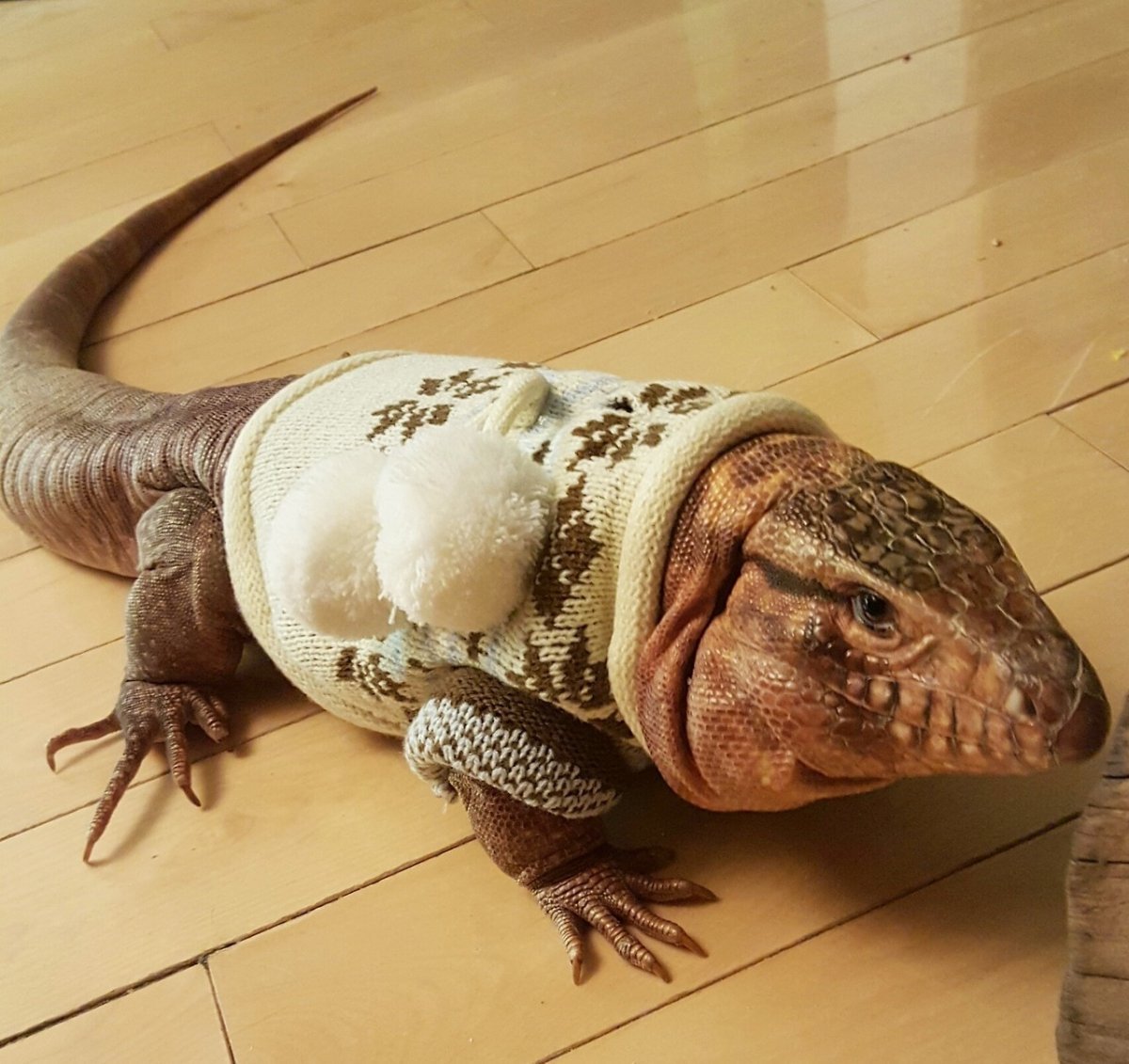 Ящерица тегу Кепа