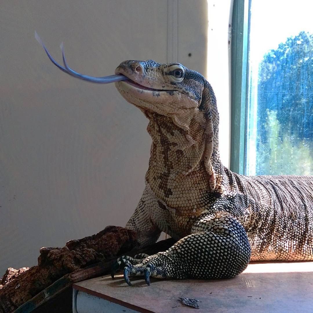 Капский Варан домашний