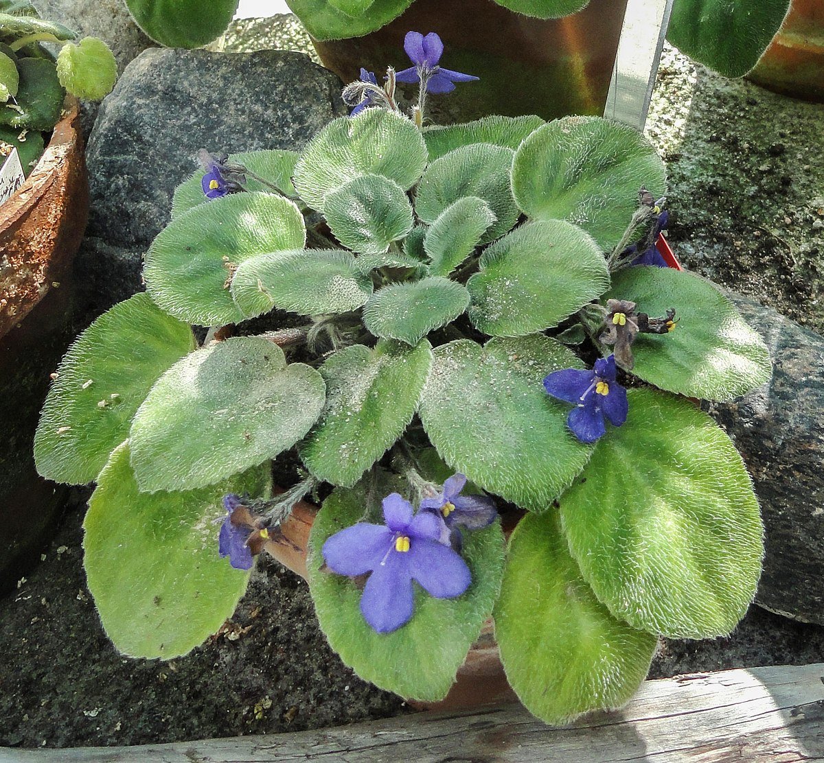 Saintpaulia TEITENSIS
