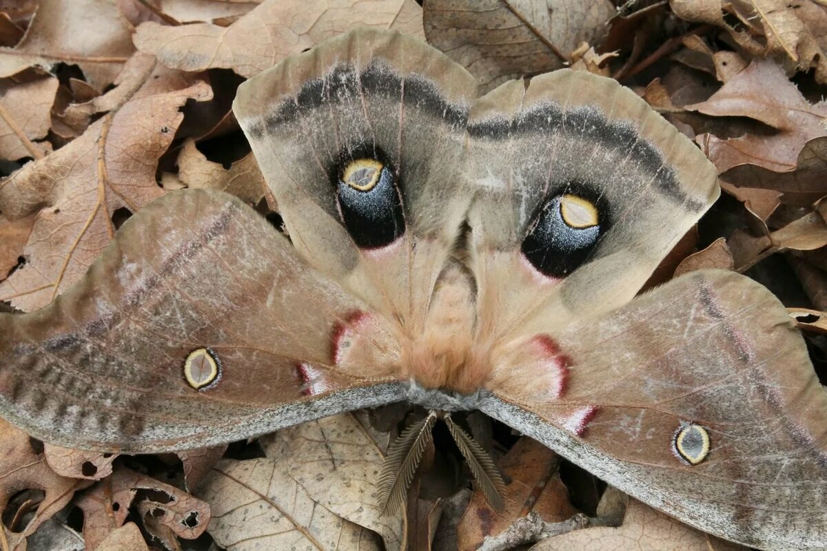Мотылек Мимикрия