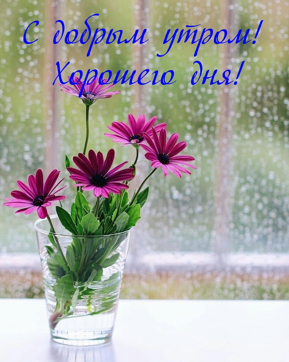 Цветы на дождливом окне