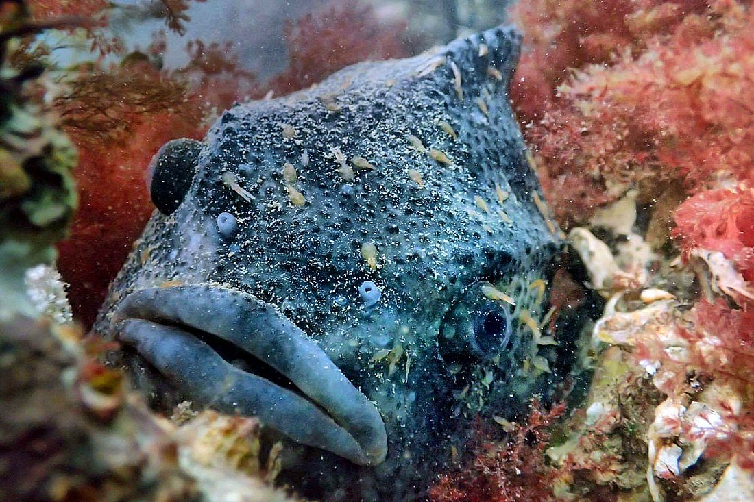 Astroscopus guttatus