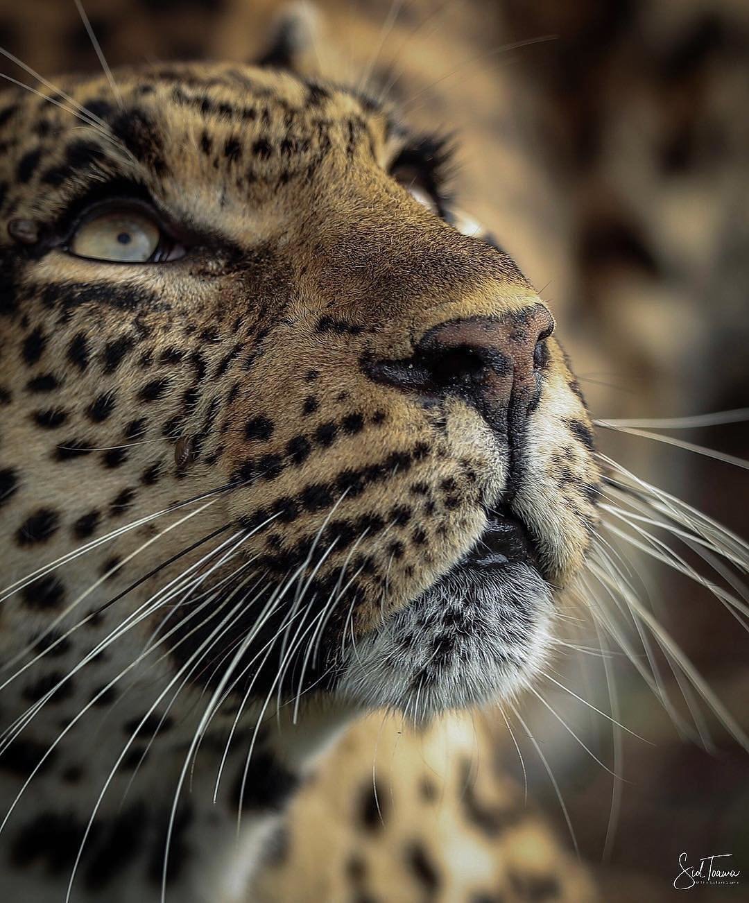 Шикарная Дикая кошка