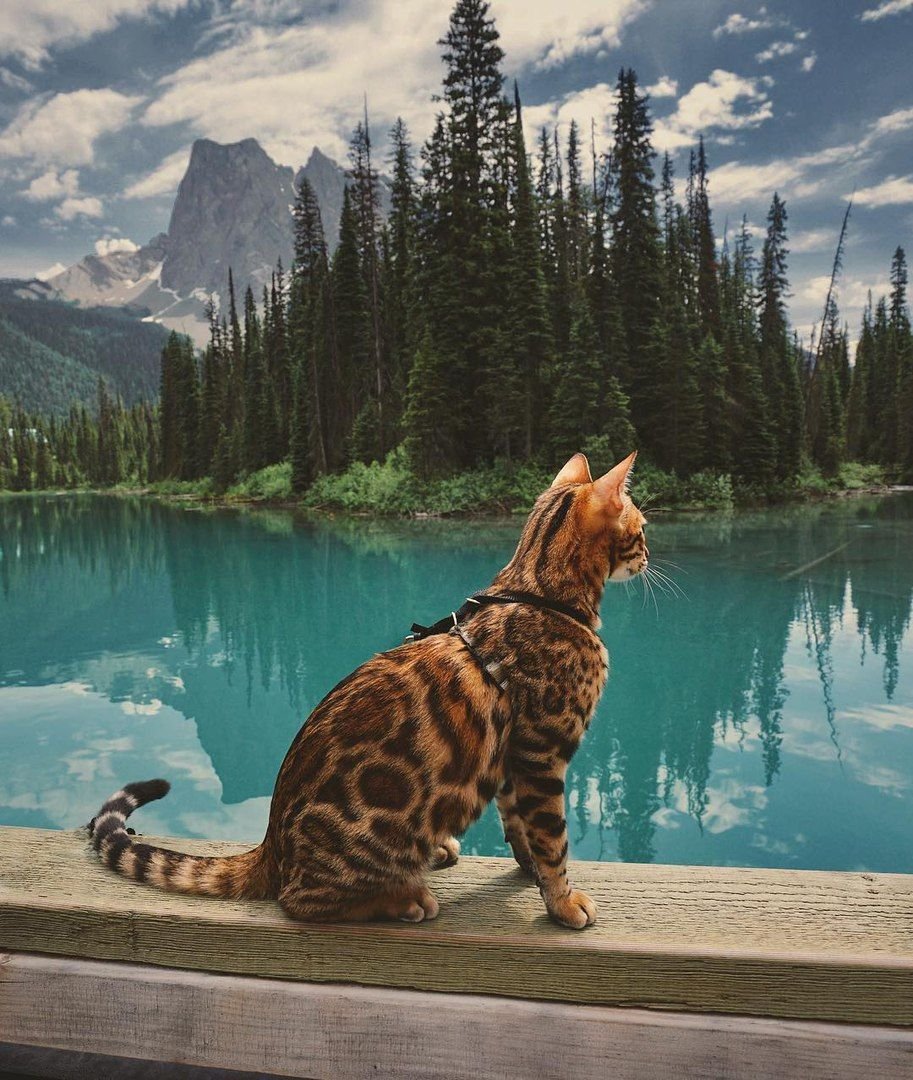 Бенгальский кот путешественник Канада