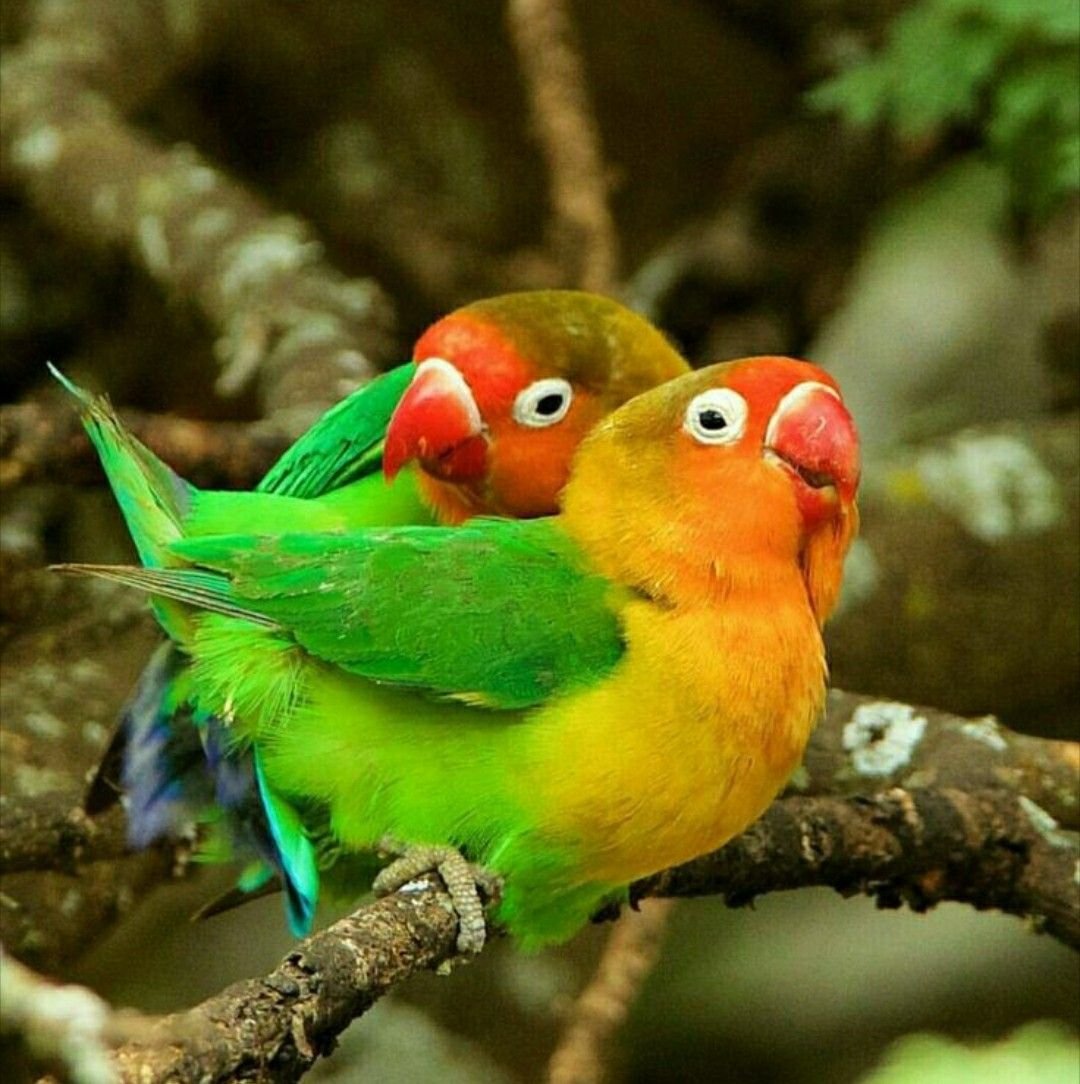 She Lovebird
