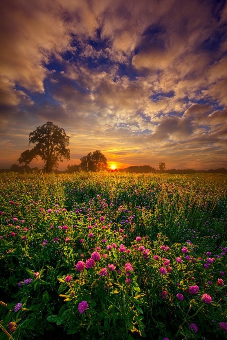Phil Koch