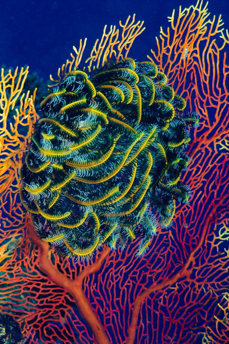 Great Astrolabe Reef Fiji