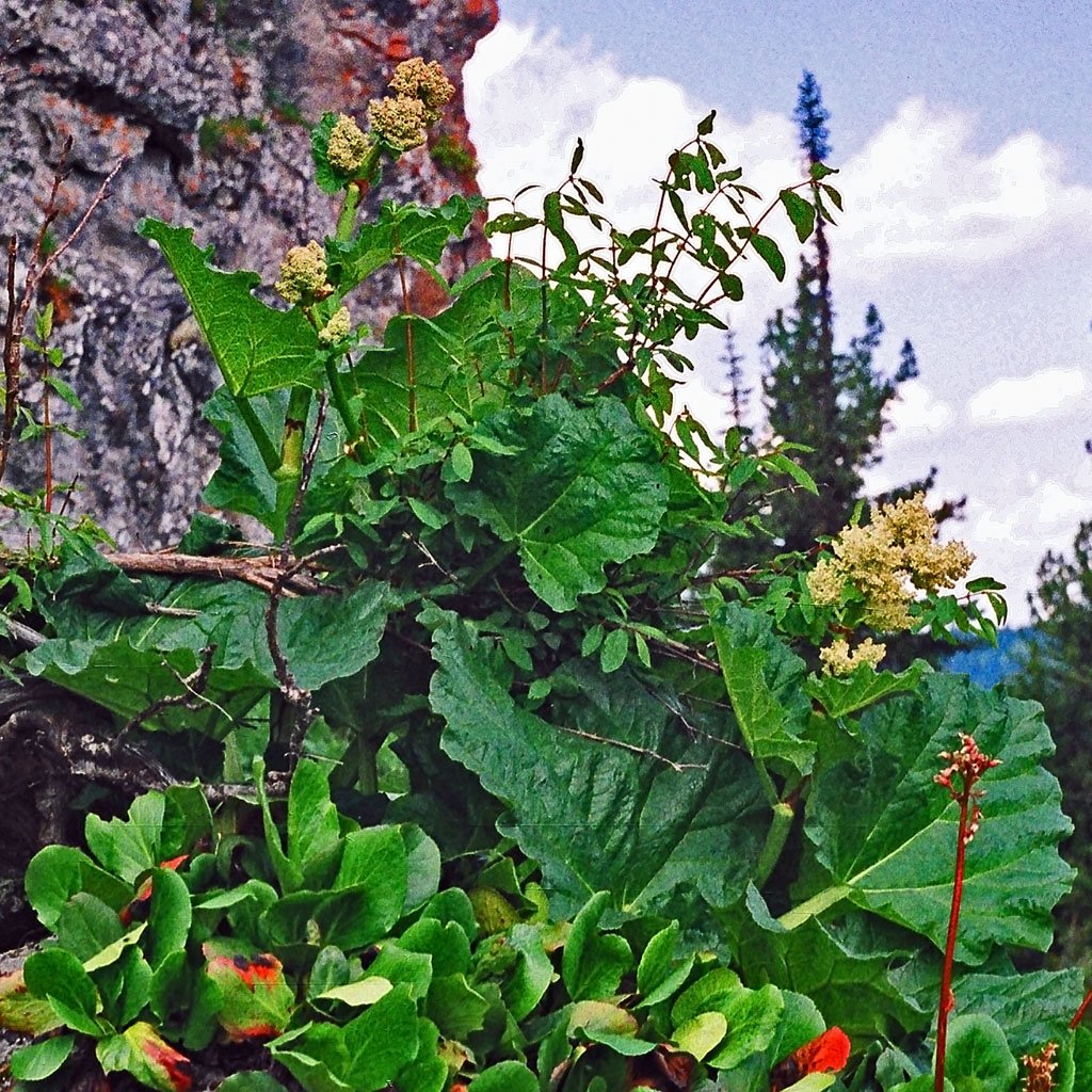 Ревень Алтайский (Rheum altaicum).