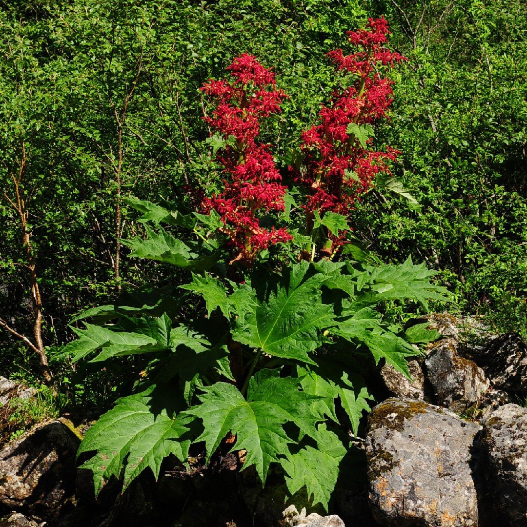 Rheum palmatum
