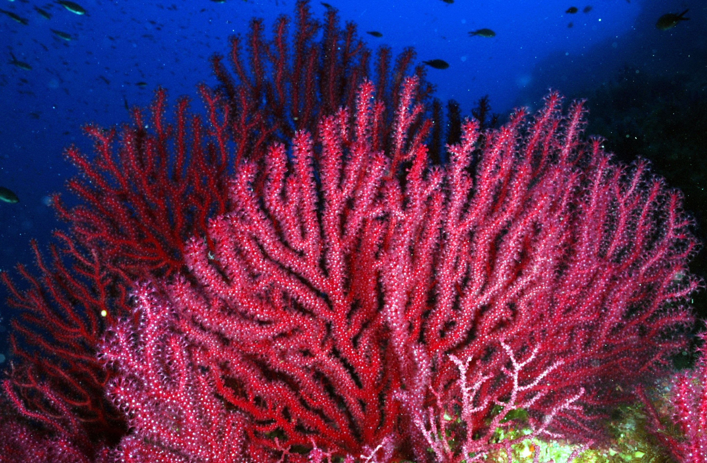 El coral. Горгонария коралл. Горгонария Эуплексаура. Коралловые полипы красный коралл. Коралл Горгонария веерный.