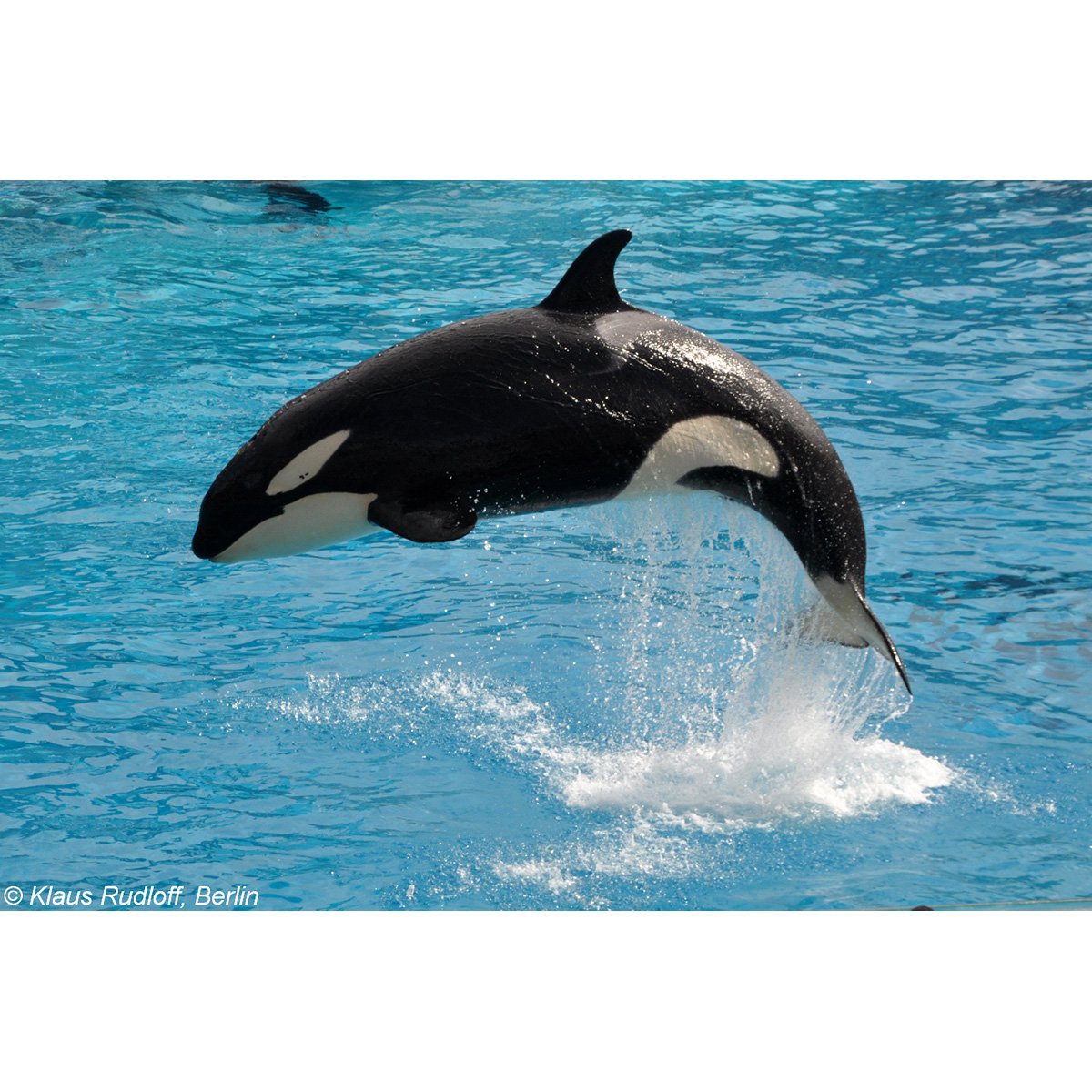 Orca Killer Whale Orcinus Orca косатка