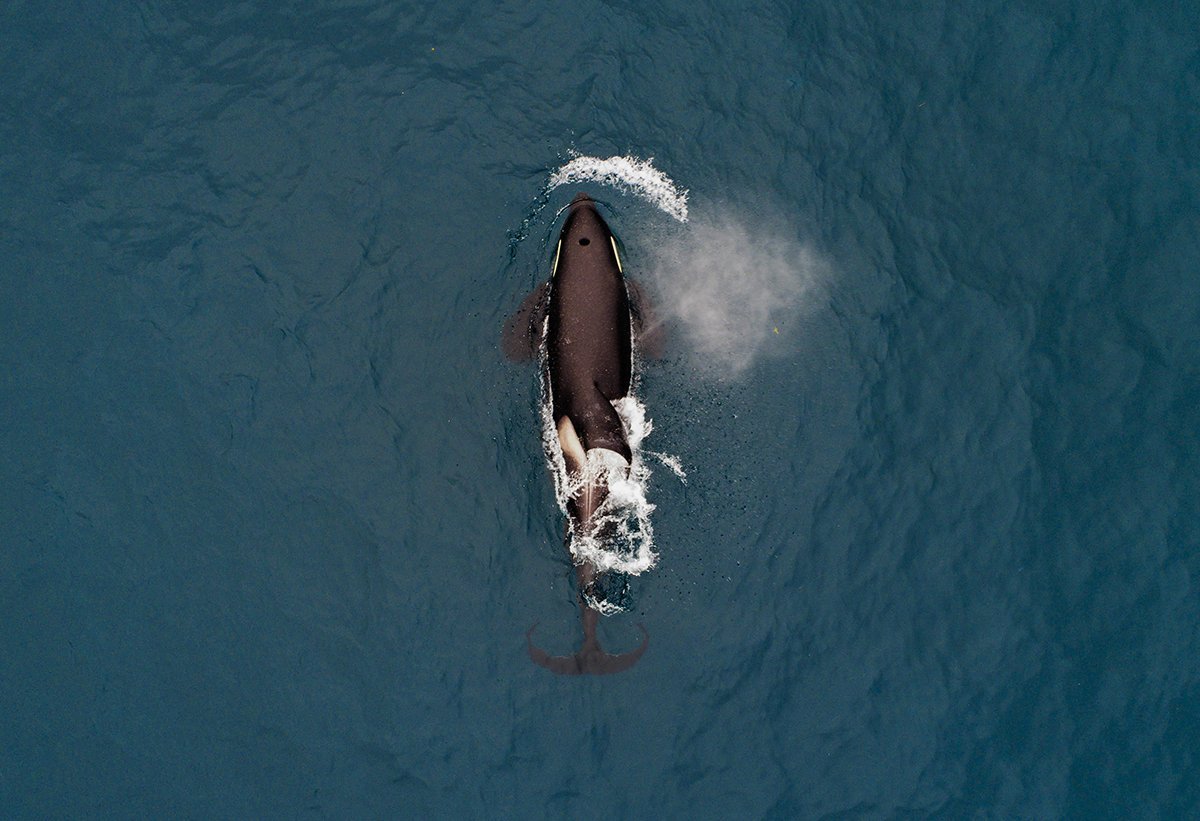 Kasatka Инстаграм